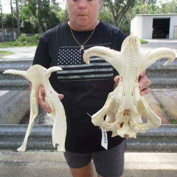 15" African Warthog Skull with 10" Ivory Tusks - $195