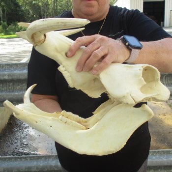 15" African Warthog Skull with 10" & 11" Ivory Tusks - $205