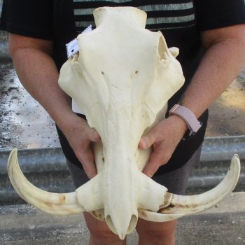 15" African Warthog Skull with 10" & 11" Ivory Tusks - $205