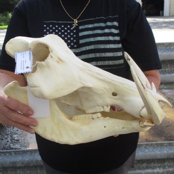 15" African Warthog Skull with 10" & 11" Ivory Tusks - $205