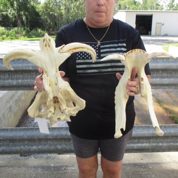 15" African Warthog Skull with 10" & 11" Ivory Tusks - $205