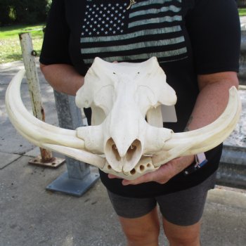 15" African Warthog Skull with 10" & 11" Ivory Tusks - $195