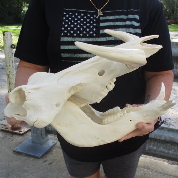 15" African Warthog Skull with 10" & 11" Ivory Tusks - $195