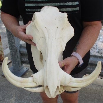 15" African Warthog Skull with 10" & 11" Ivory Tusks - $195