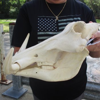 15" African Warthog Skull with 10" & 11" Ivory Tusks - $195