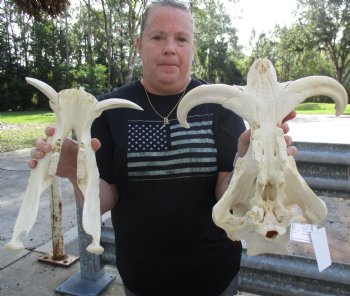 15" African Warthog Skull with 10" & 11" Ivory Tusks - $195