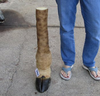 Buy this 26 inch tall Giraffe Foot Mount for $90