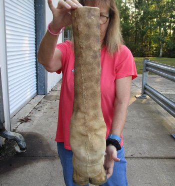 Buy this 26 inch tall Giraffe Foot Mount for $90