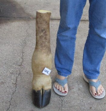 22 inch tall Giraffe Foot Mount Available For Sale for $90