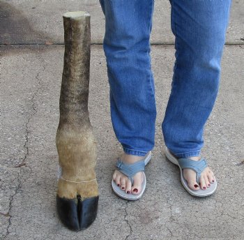 21 inch tall Giraffe Foot Mount Available For Sale for $90