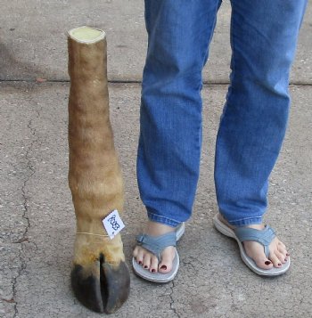 21 inch tall Authentic Giraffe Foot Mount For Sale for $90