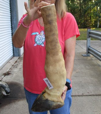 21 inch tall Authentic Giraffe Foot Mount For Sale for $90