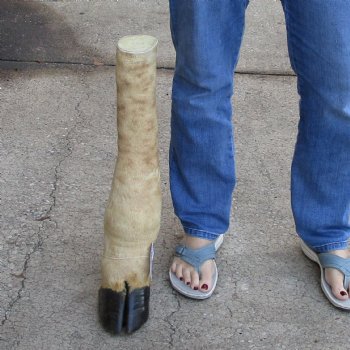 21 inch tall Authentic Giraffe Foot Mount For Sale for $90