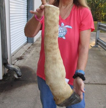 21 inch tall Authentic Giraffe Foot Mount For Sale for $90