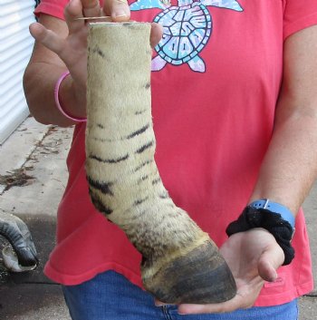 11 inch Authentic African Zebra Foot Mount - Available for Sale for $59