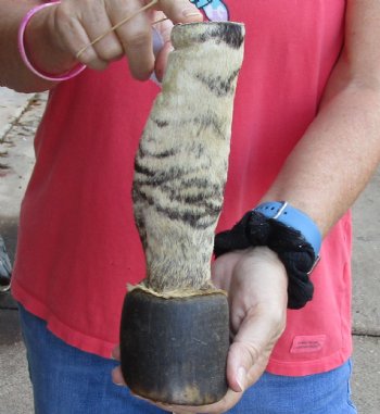 Buy this 9 inch Authentic African Zebra Foot Mount for $59