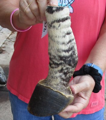 Buy this 9 inch Authentic African Zebra Foot Mount for $59