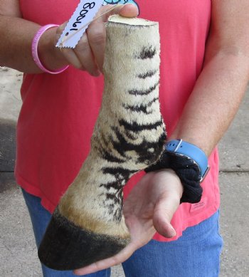 10 inch Authentic African Zebra Foot Mount - Available for Sale for $59