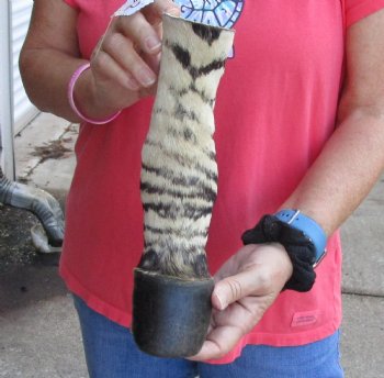 Buy this 10 inch Authentic African Zebra Foot Mount for $59