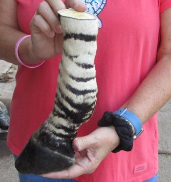 Buy this 10 inch Authentic African Zebra Foot Mount for $59