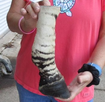 Buy this 10 inch Authentic African Zebra Foot Mount for $59