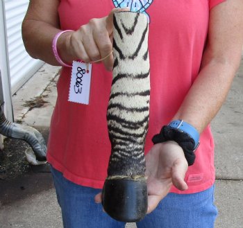 Buy this 11 inch Authentic African Zebra Foot Mount for $59