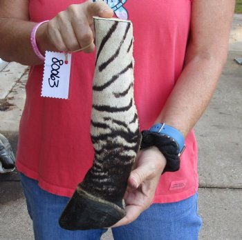 Buy this 11 inch Authentic African Zebra Foot Mount for $59