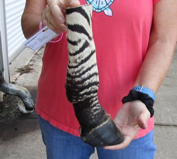 Buy this 11 inch Authentic African Zebra Foot Mount for $59