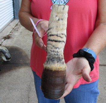 9 inch Authentic African Zebra Foot Mount - Available for Sale for $59