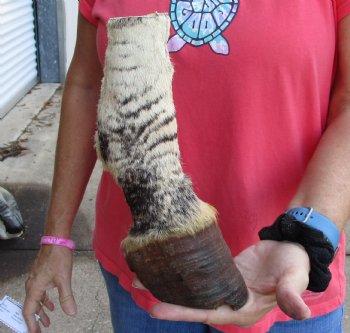 9 inch Authentic African Zebra Foot Mount - Available for Sale for $59