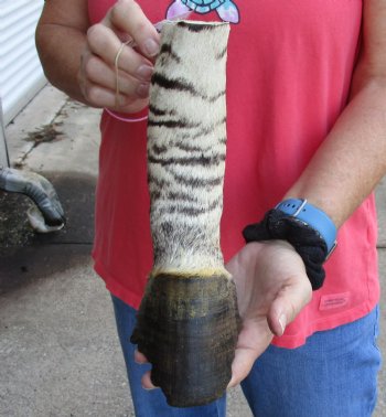 9 inch African Zebra Foot Mount For Sale for $59