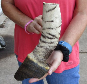 9 inch African Zebra Foot Mount For Sale for $59