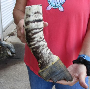 9 inch African Zebra Foot Mount For Sale for $59