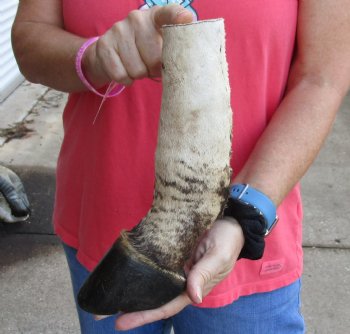 10 inch African Zebra Foot Mount For Sale for $59