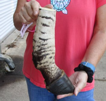 10 inch African Zebra Foot Mount For Sale for $59