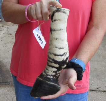 11 inch African Zebra Foot Mount For Sale for $59