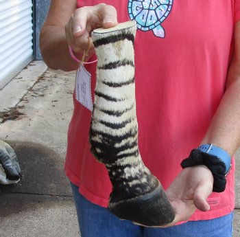 11 inch African Zebra Foot Mount For Sale for $59