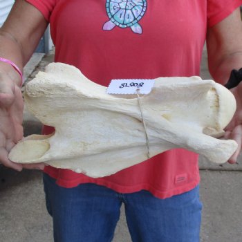 13" Giraffe Vertebra Bone - $55