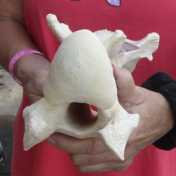 13" Giraffe Vertebra Bone - $55