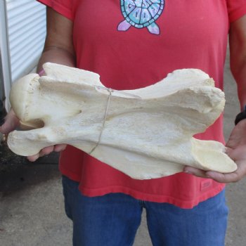 13" Giraffe Vertebra Bone - $55