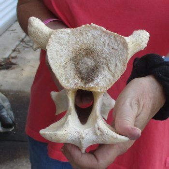 13" Giraffe Vertebra Bone - $55