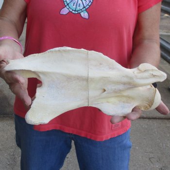 12-1/2" Giraffe Vertebra Bone - $50