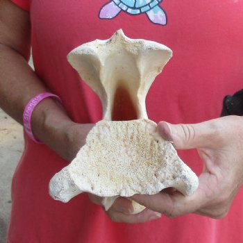 12-1/2" Giraffe Vertebra Bone - $50