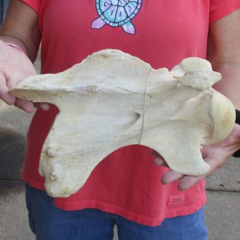 11" Giraffe Vertebra Bone - $50