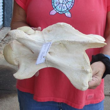 11" Giraffe Vertebra Bone - $50