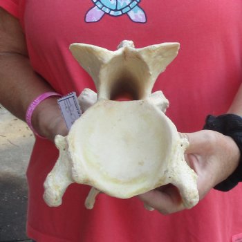 11" Giraffe Vertebra Bone - $50