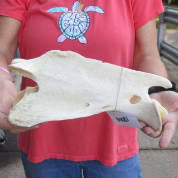 12" Giraffe Vertebra Axis Bone - $50