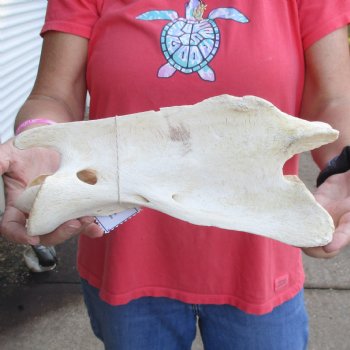 12" Giraffe Vertebra Axis Bone - $50