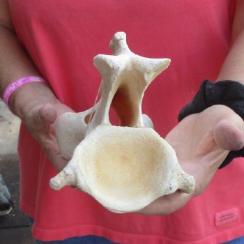 12" Giraffe Vertebra Axis Bone - $50