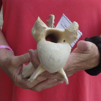 12" Giraffe Vertebra Bone - $50